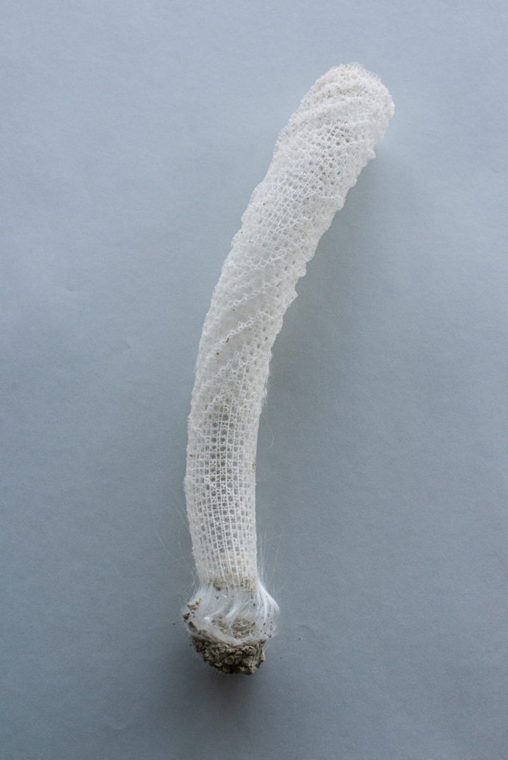 Silicatskelett des Glasschwamms Euplectella aspergillum (Gießkannenschwamm) aus etwa 200 Meter Meerestiefe (Philippinen) [F. Brümmer]; ca. 30 x 4 x 6 cm