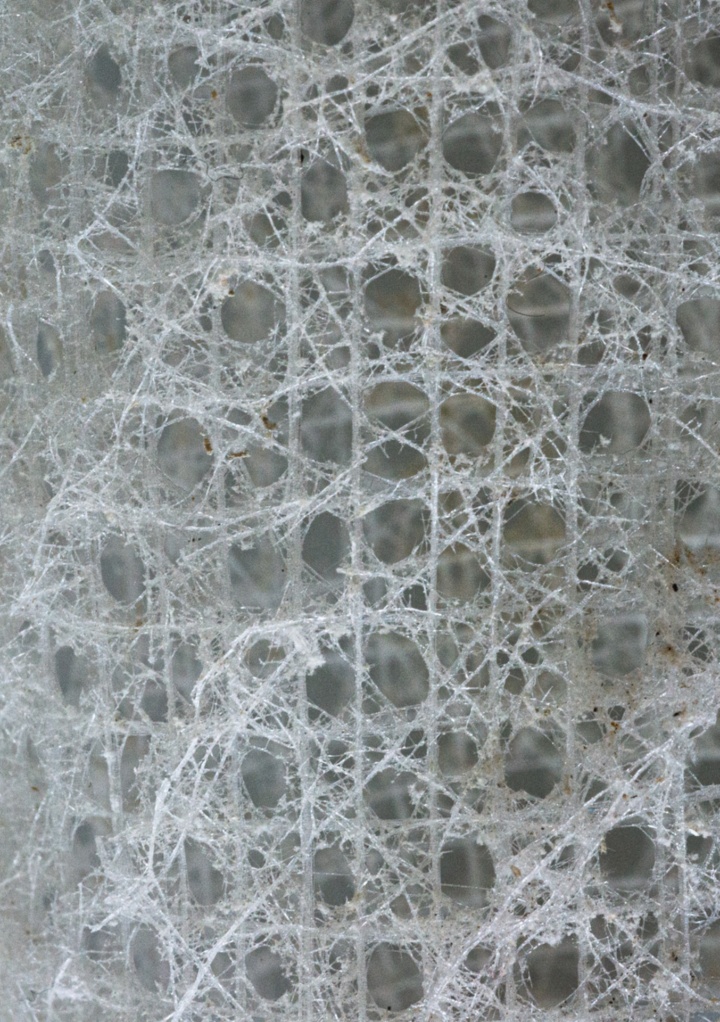A 3 x 2 cm section of the filigree silicate framework. (Zoological collection)