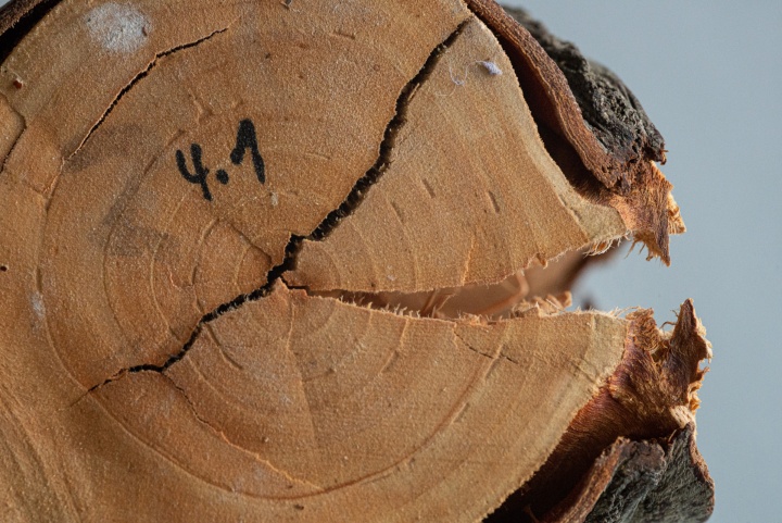 Hawthorn stem (Crataegus laevigata) - Studies on the "Stuttgarter Festigkeitskatalog"