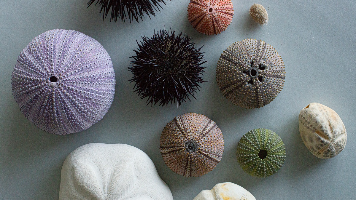 Sea urchins of the biological-natural history collections